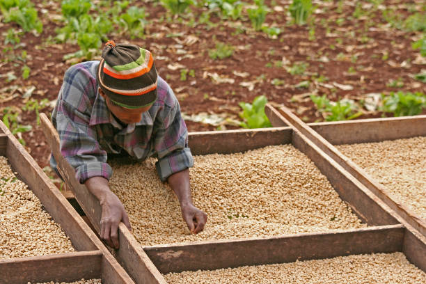 Coffee plantation